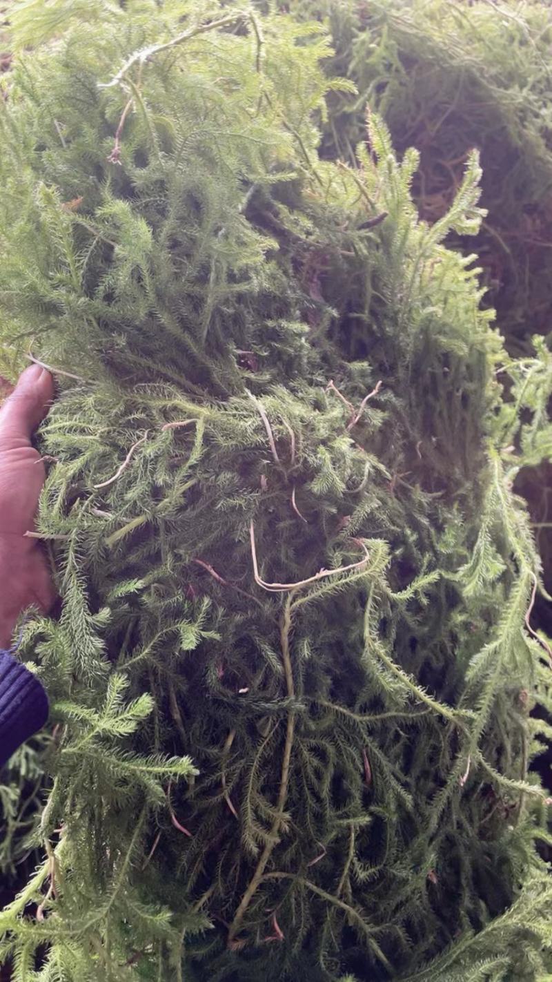 野生伸筋草新货中药材正品舒筋草狮子尾品质保证