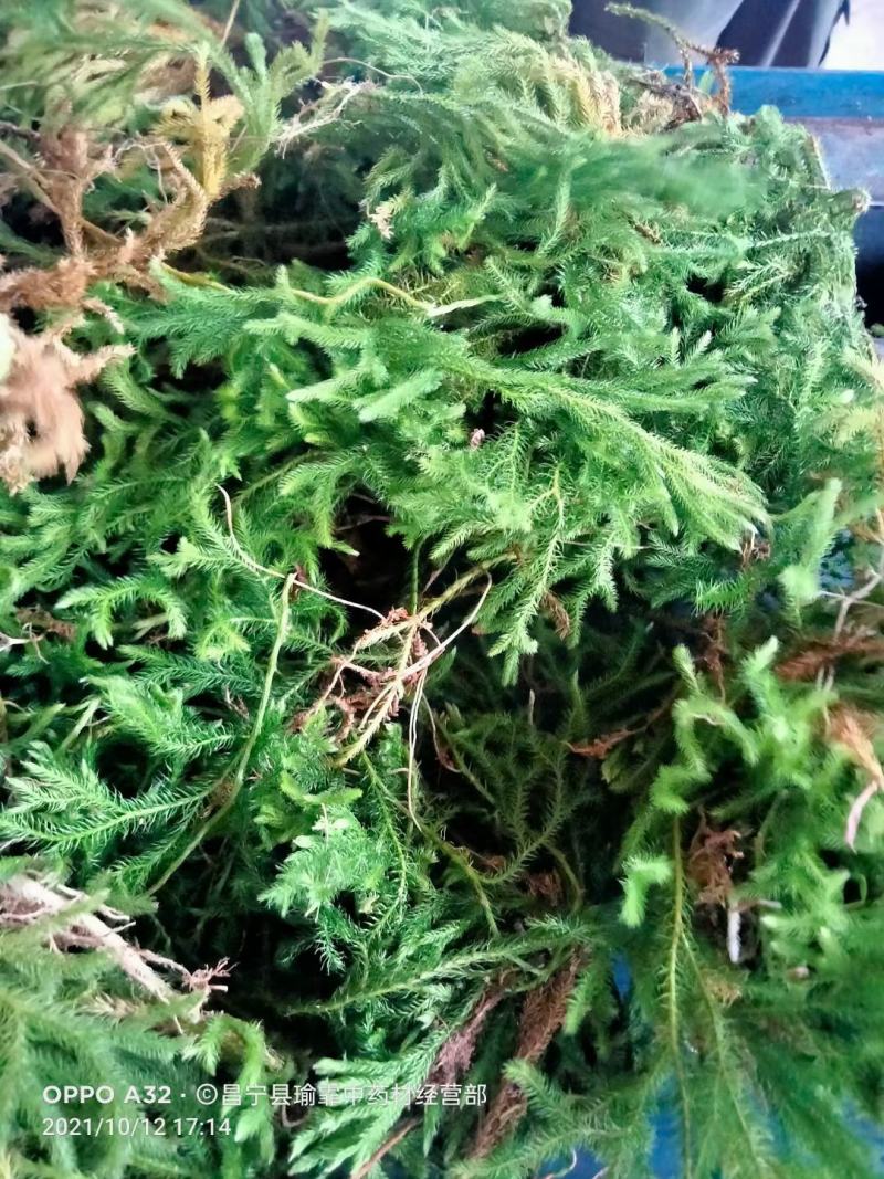 野生伸筋草新货中药材正品舒筋草狮子尾品质保证