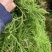 野生伸筋草新货中药材正品舒筋草狮子尾品质保证