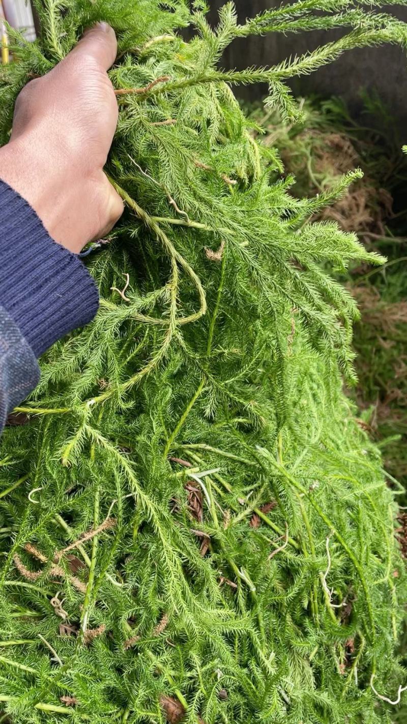 野生伸筋草新货中药材正品舒筋草狮子尾品质保证