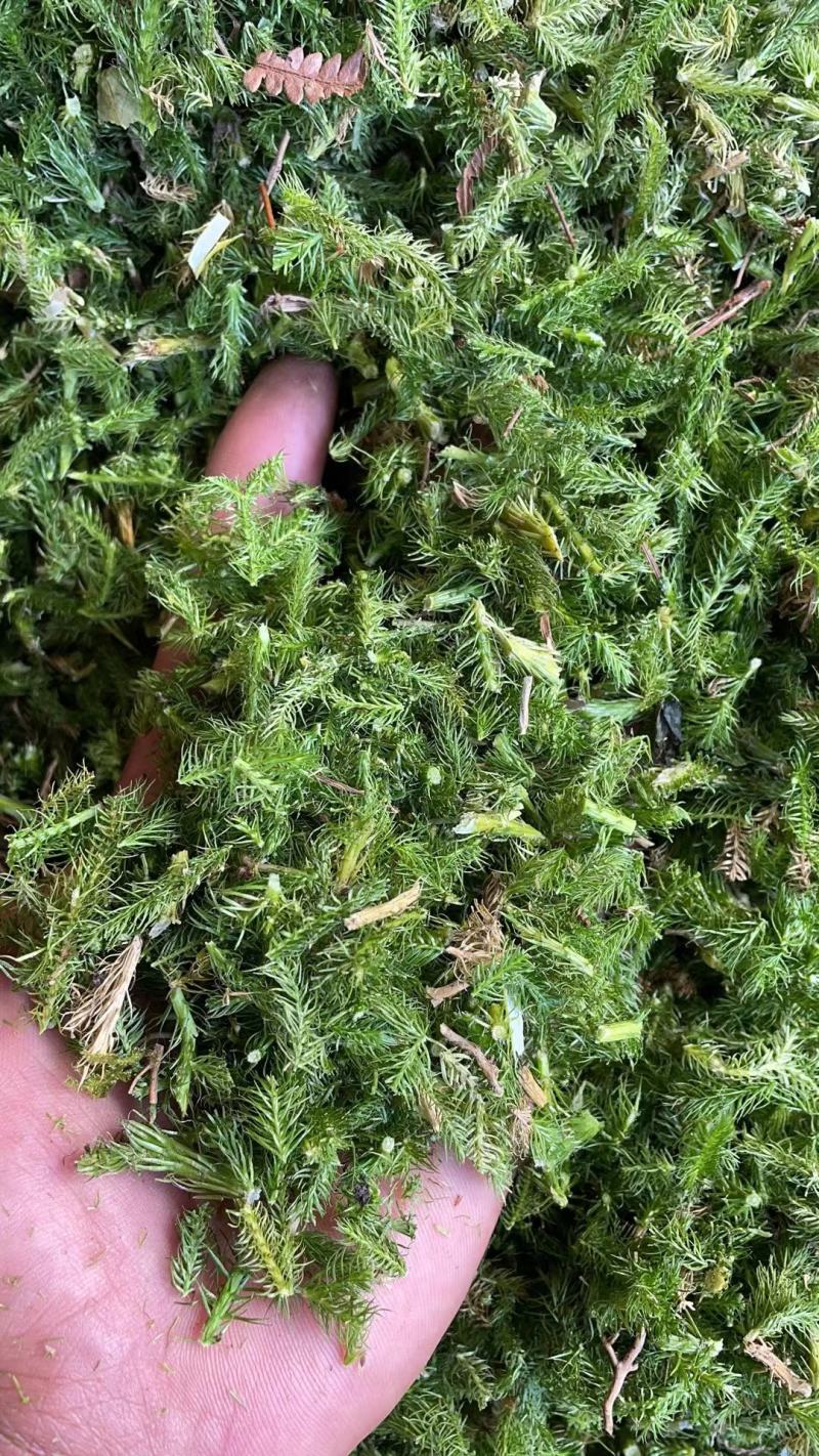 野生伸筋草新货中药材正品舒筋草狮子尾品质保证
