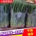小葱葱苗土苗可移栽，调味大量有货扎捆散装