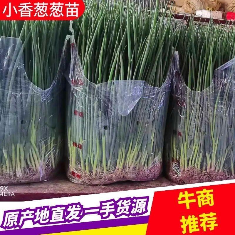 小葱葱苗土苗可移栽，调味大量有货扎捆散装