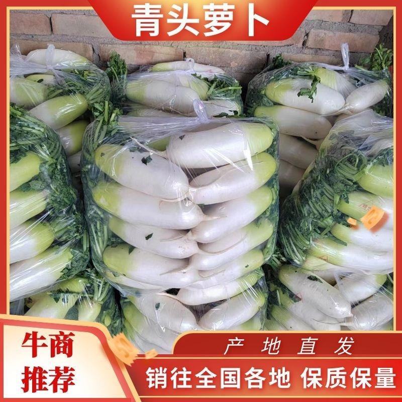 热销甘肃临洮水果萝卜大量现货一手货源量大从优