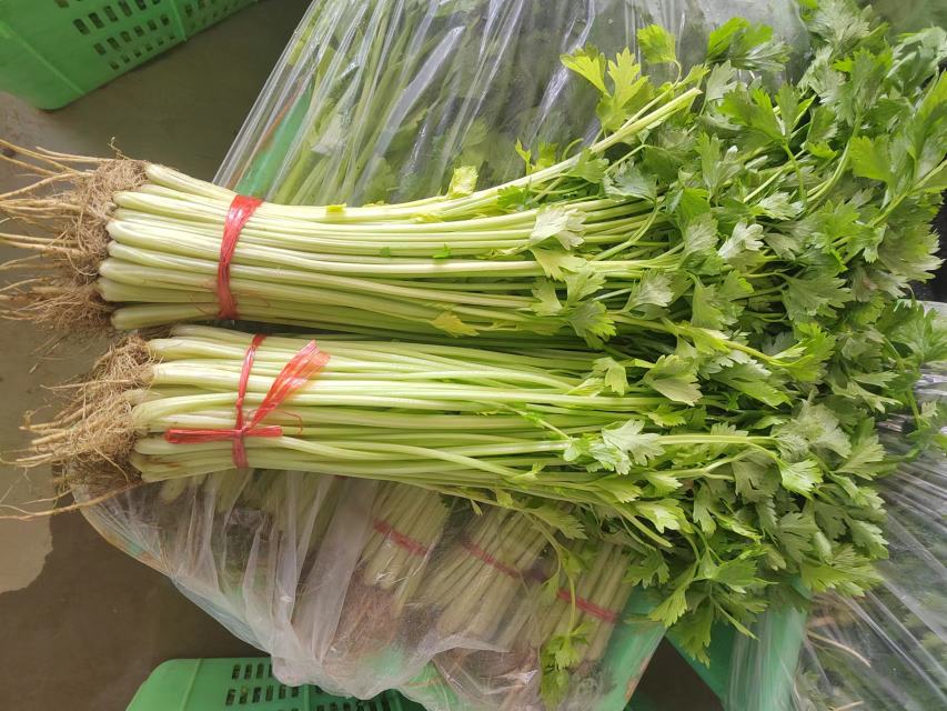 芹菜新鲜采摘图