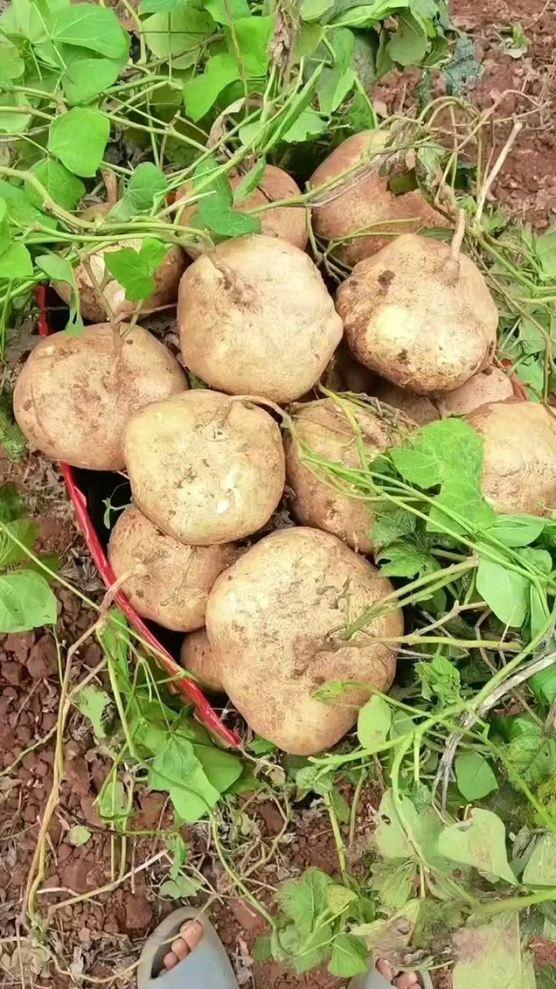 凉薯