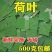 微山湖荷叶干荷叶片新鲜荷叶正品荷叶泡水500g包邮