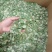微山湖荷叶干荷叶片新鲜荷叶正品荷叶泡水500g包邮