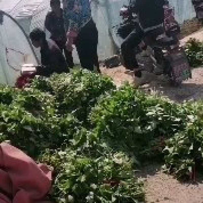 脱毒原种商薯苗西瓜红薯苗，株高30公分以上，百株重二斤半