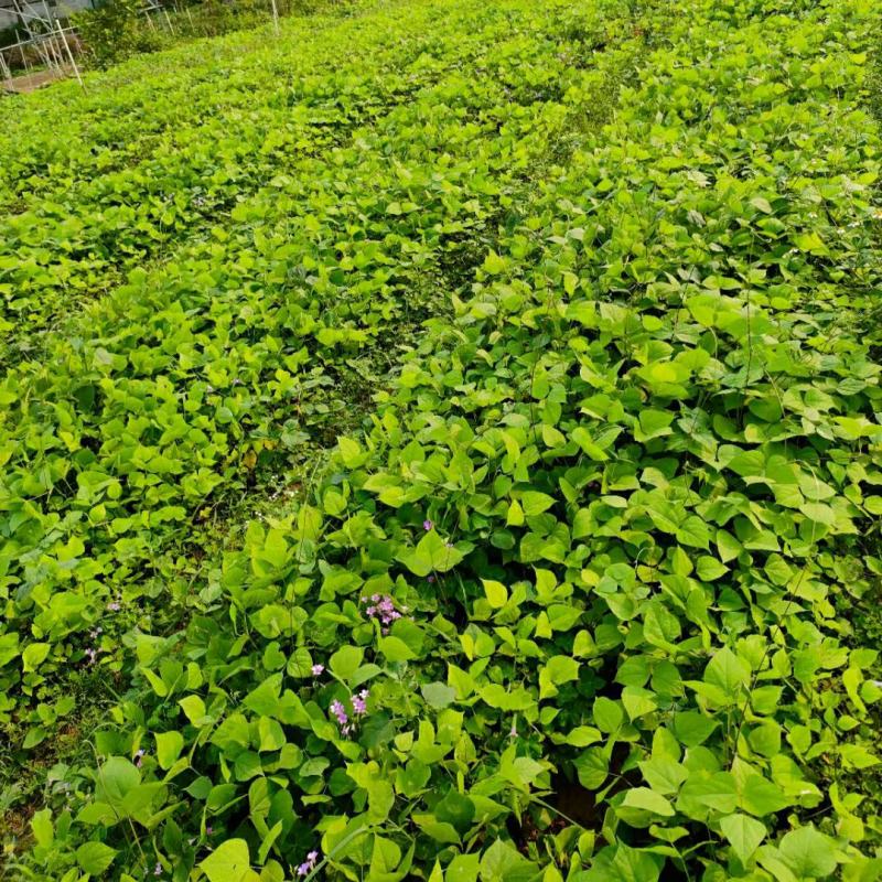 2304苗圃供应葛藤苗生态修复山坡岩壁复绿