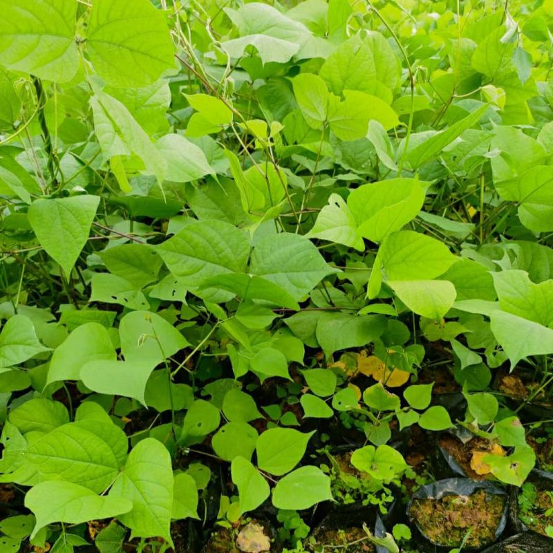 2304苗圃供应葛藤苗生态修复山坡岩壁复绿