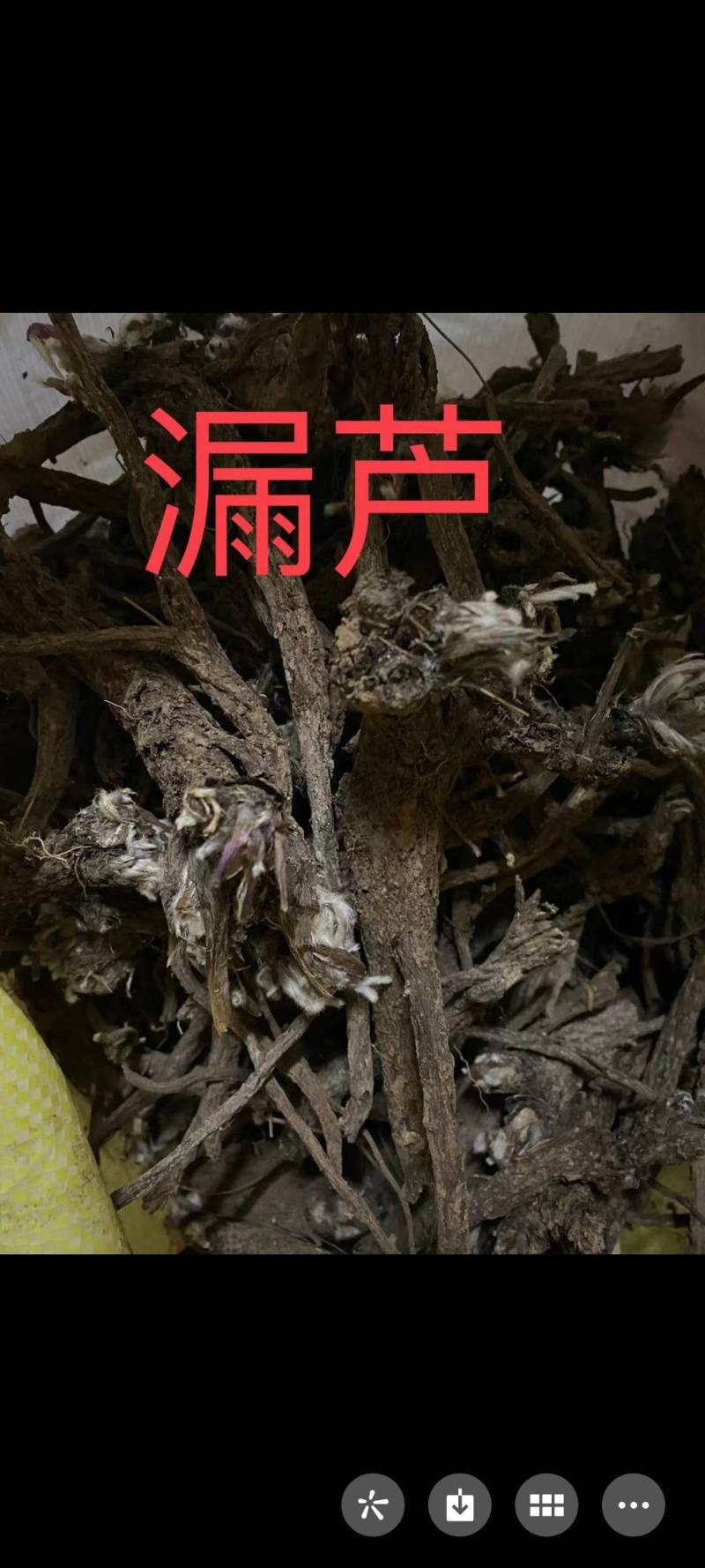 野生漏芦