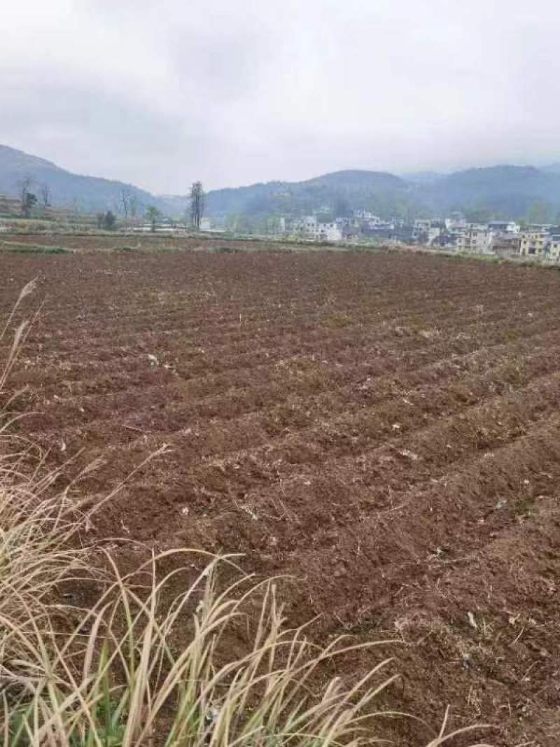 高山辣椒