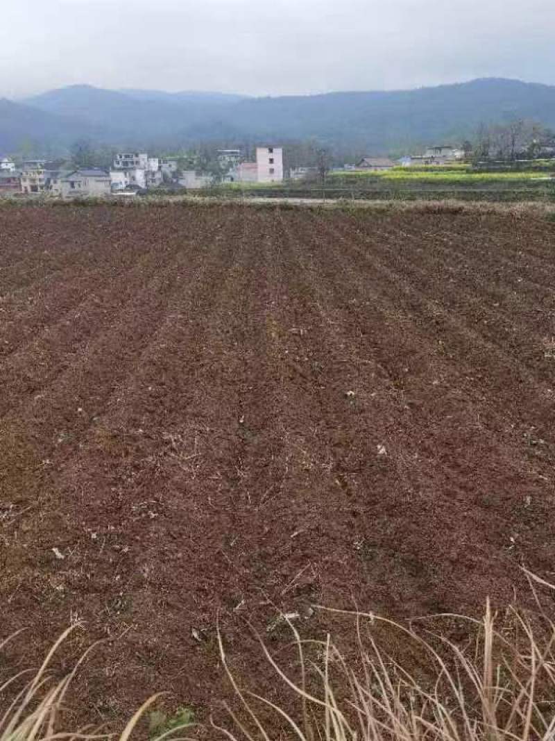 高山辣椒