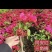 三角梅福建漳州三角梅产地货源充足产地直销