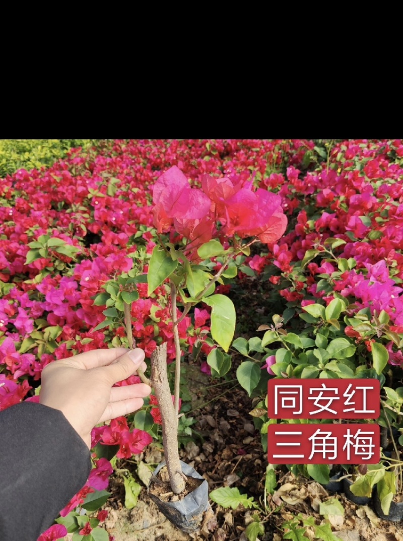 三角梅福建漳州三角梅产地货源充足产地直销