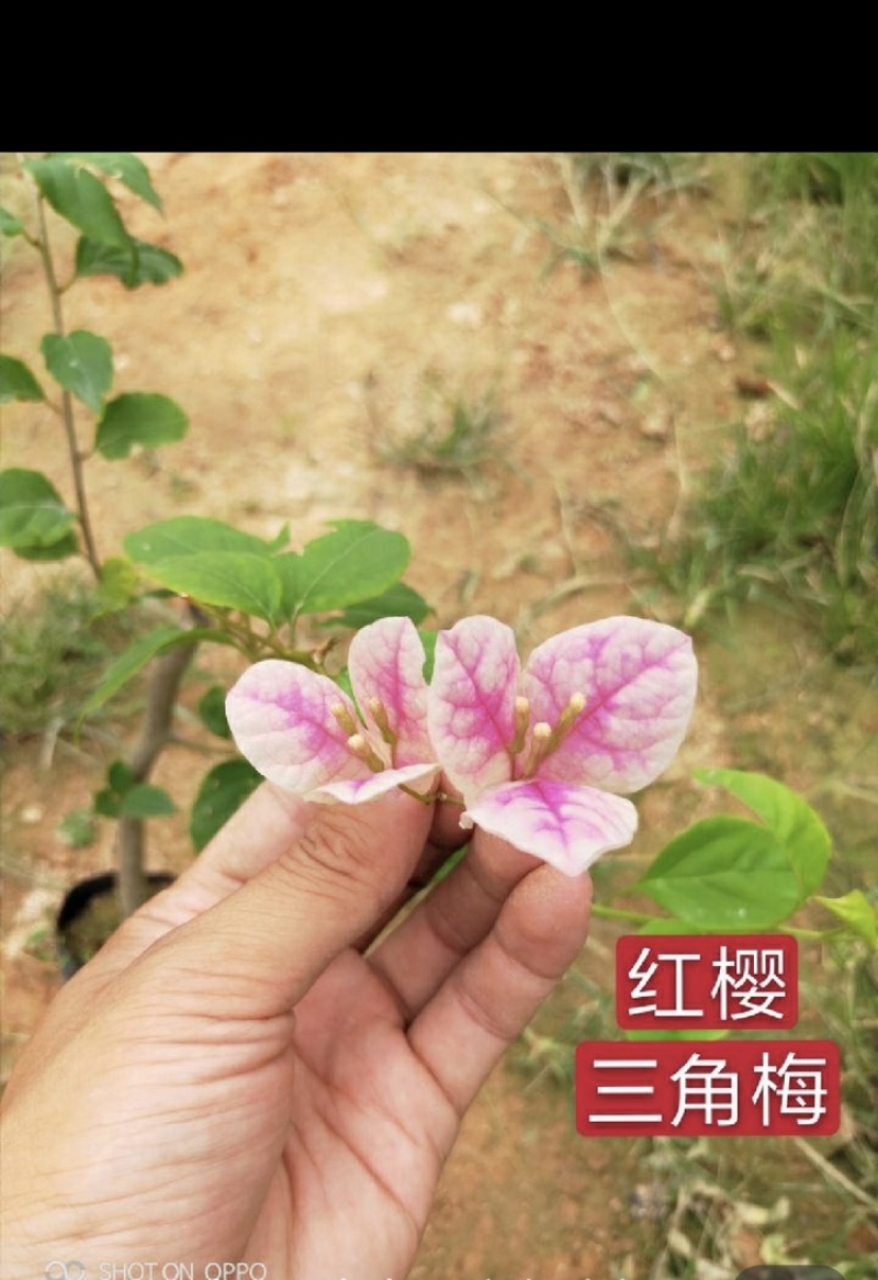 三角梅福建漳州三角梅产地货源充足产地直销