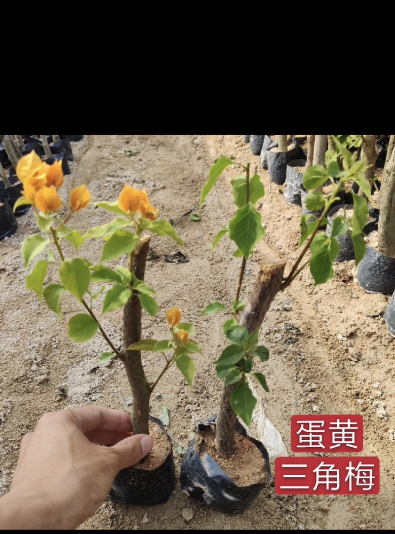 三角梅福建漳州三角梅产地货源充足产地直销