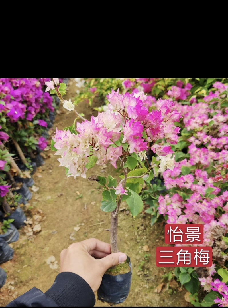 三角梅福建漳州三角梅产地货源充足产地直销