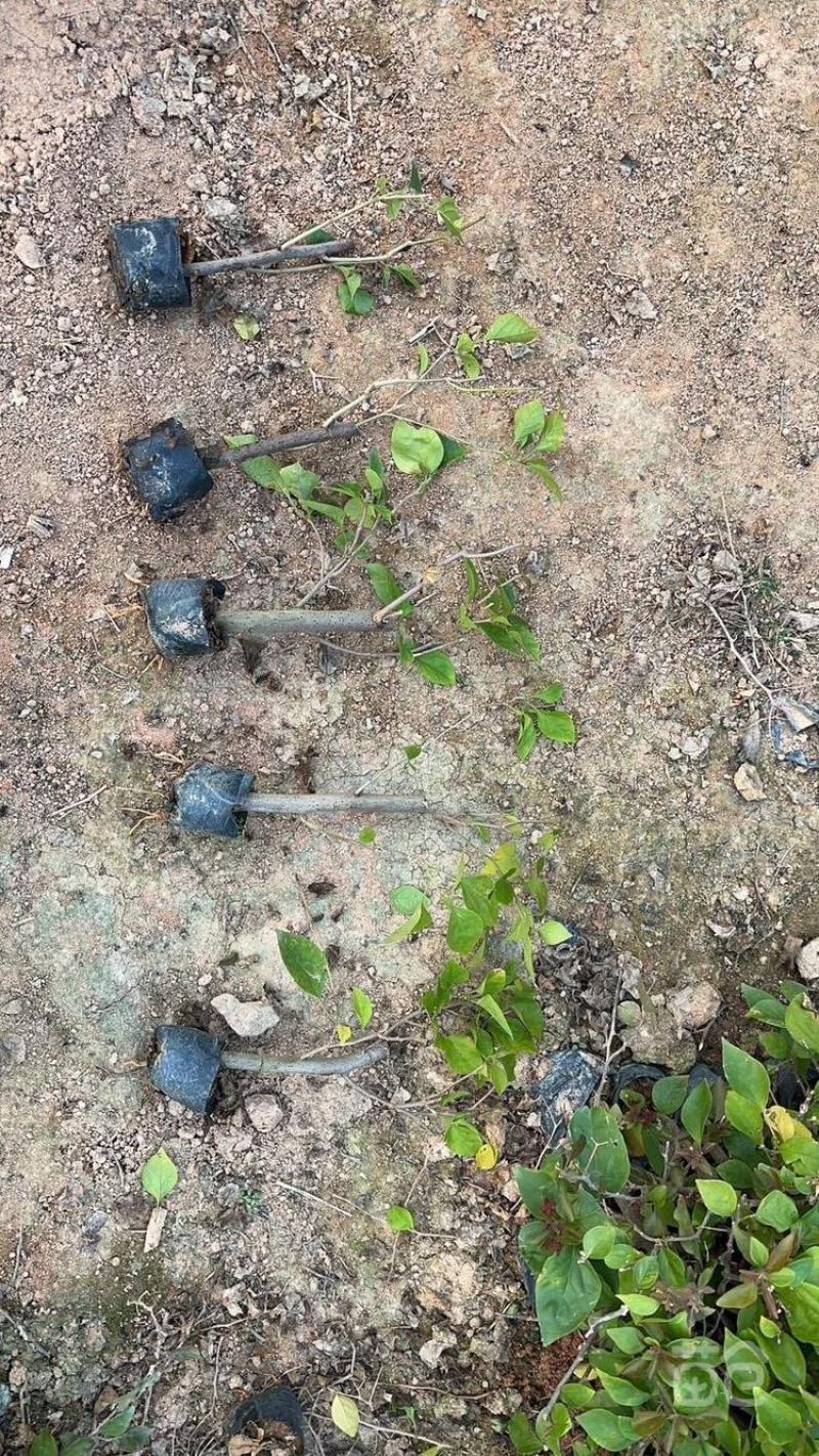 三角梅福建漳州三角梅产地货源充足产地直销