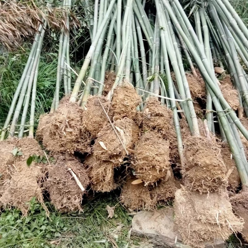 白夹竹【小竹苗】竹苗质量保证品种纯正假一赔十提供技术