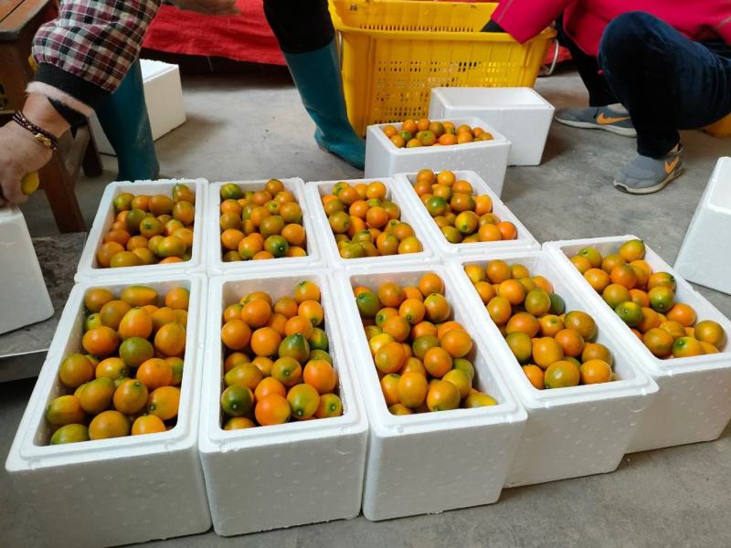 滑皮.脆蜜金桔