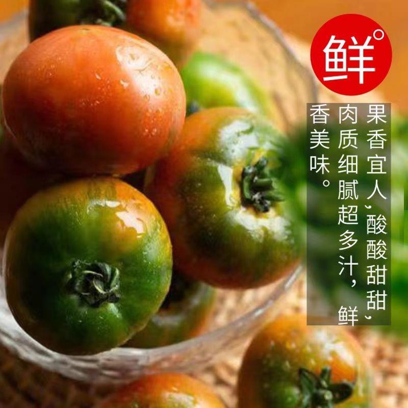 山东海阳草莓西红柿，大量上市，一手货源，欢迎老板前来选购