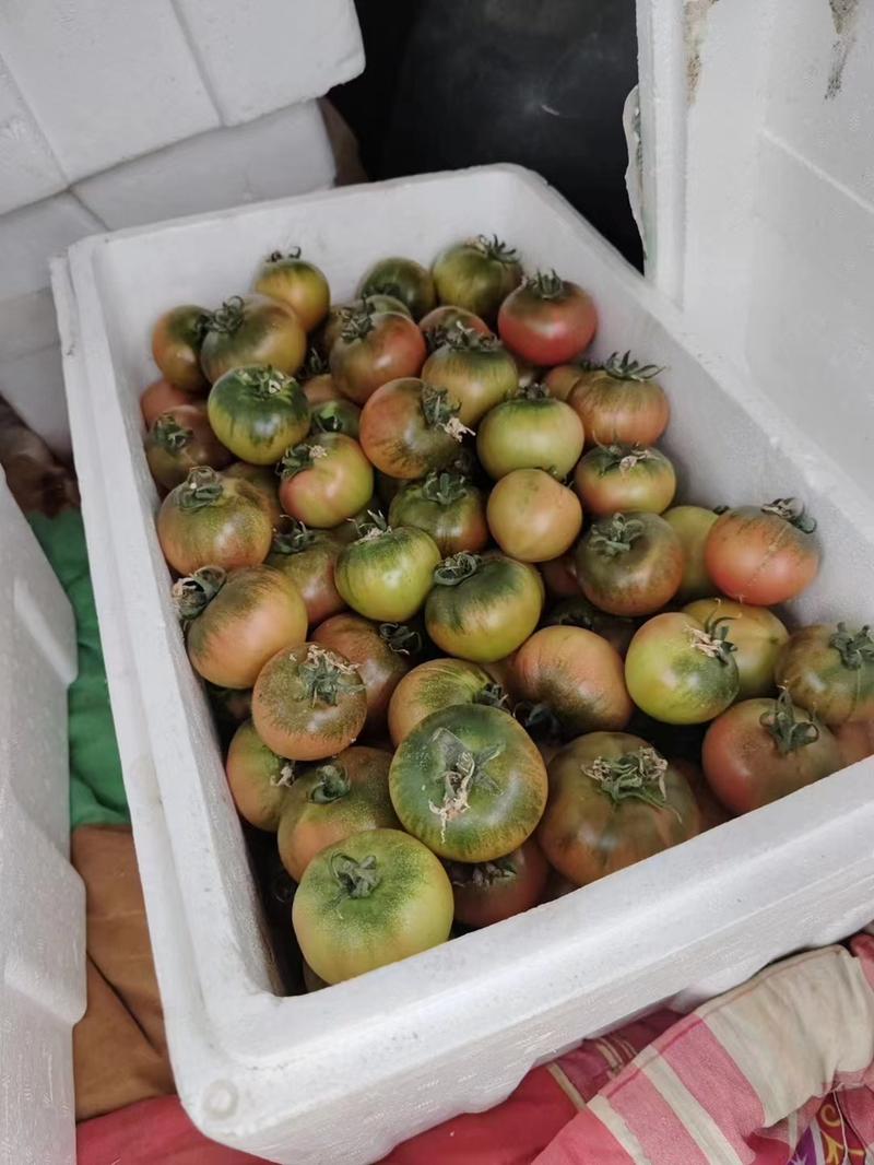 山东海阳草莓西红柿，大量上市，一手货源，欢迎老板前来选购