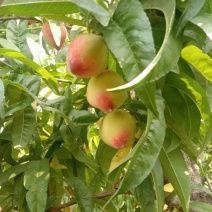 早春桃