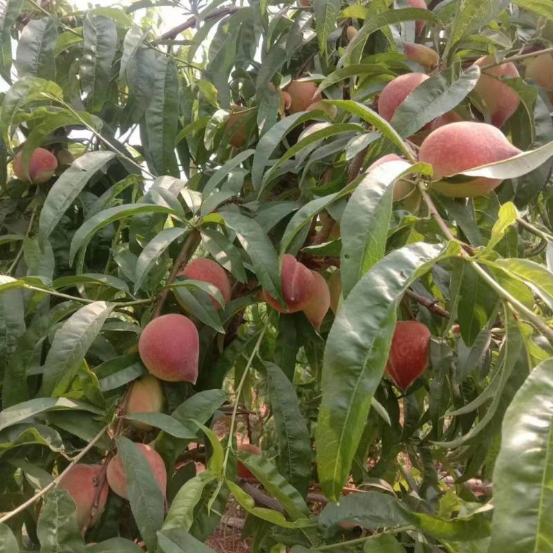 早春桃
