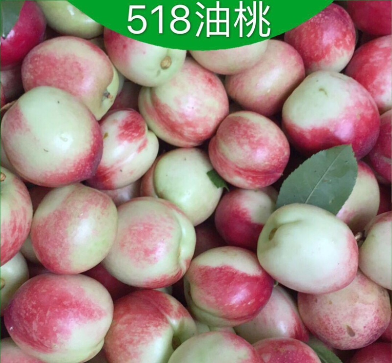精品新鲜露天518油桃支持全国代发货源充足