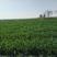6000亩旱地，麦茬地出租，土质肥沃，水电路三通，
