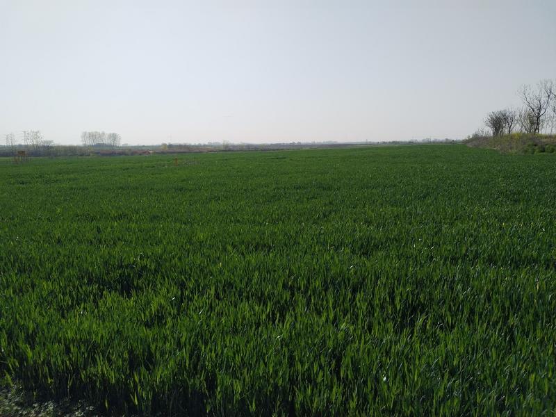 6000亩旱地，麦茬地出租，土质肥沃，水电路三通，