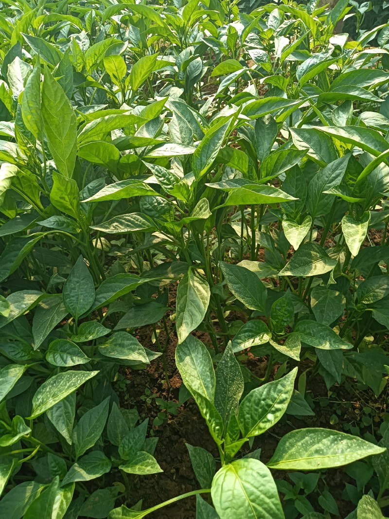 辣椒苗皱皮椒苗青椒苗辣味浓香味佳口感好全国包邮