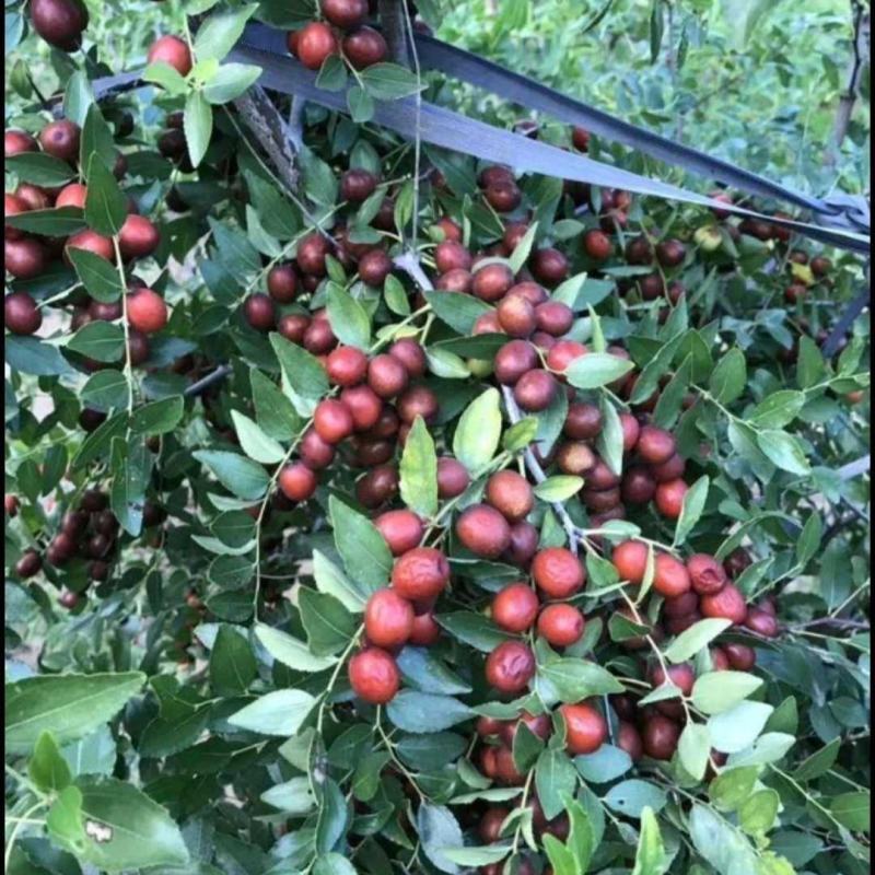 高产药用双仁酸枣苗批发酸枣树苗