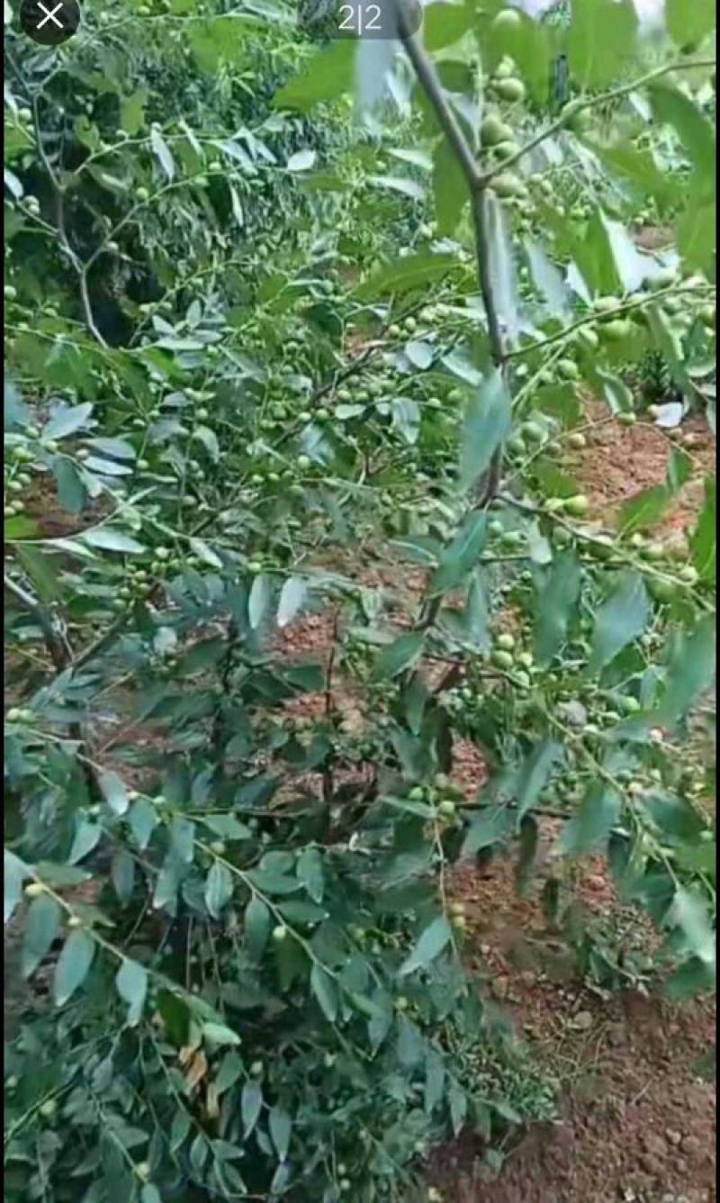 高产药用双仁酸枣苗批发酸枣树苗
