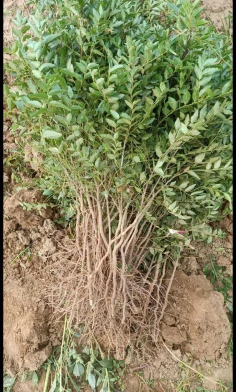 高产药用双仁酸枣苗批发酸枣树苗