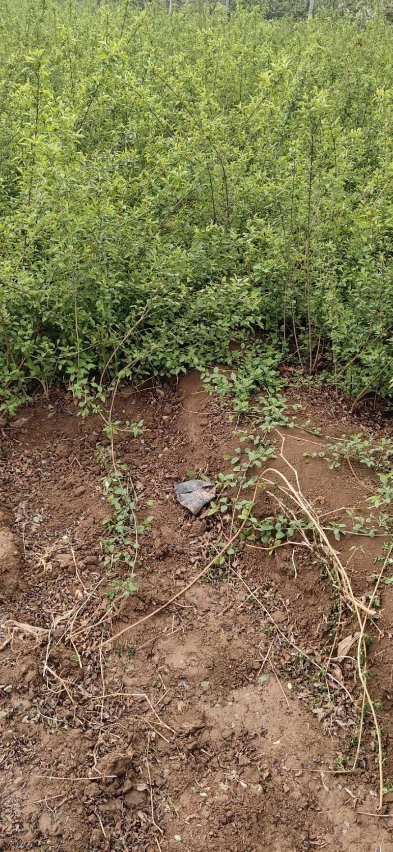 药用连翘苗高产药用连翘树苗高产3号4号5号晋翘h6