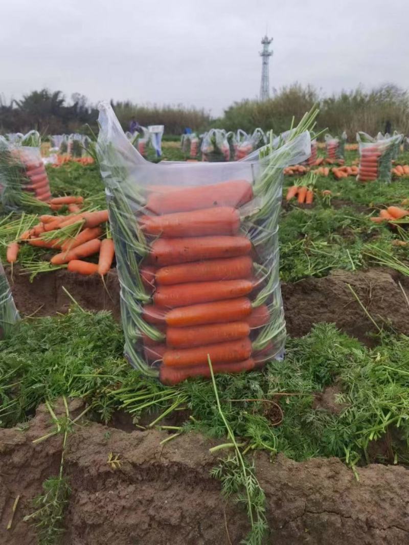 精品胡萝卜316大量上市基地直供一手货源品质保证诚信经营