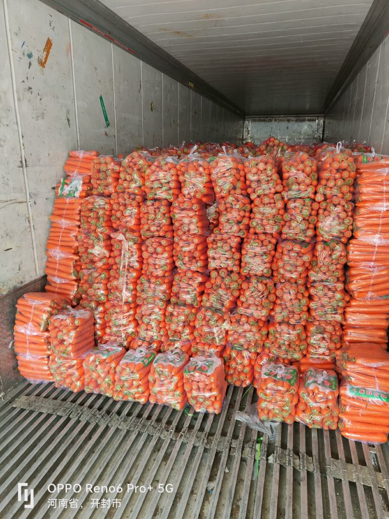精品胡萝卜316大量上市基地直供一手货源品质保证诚信经营