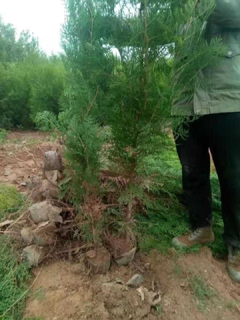 侧柏苗侧柏杯苗侧柏裸根苗侧柏树苗