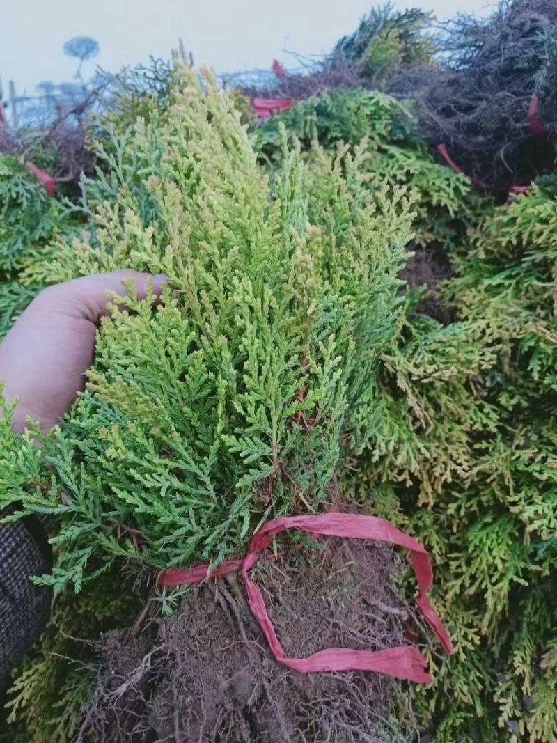侧柏苗侧柏杯苗侧柏裸根苗侧柏树苗