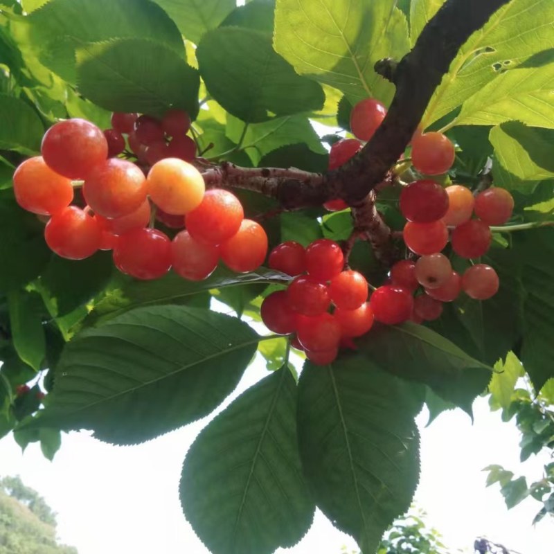 樱桃