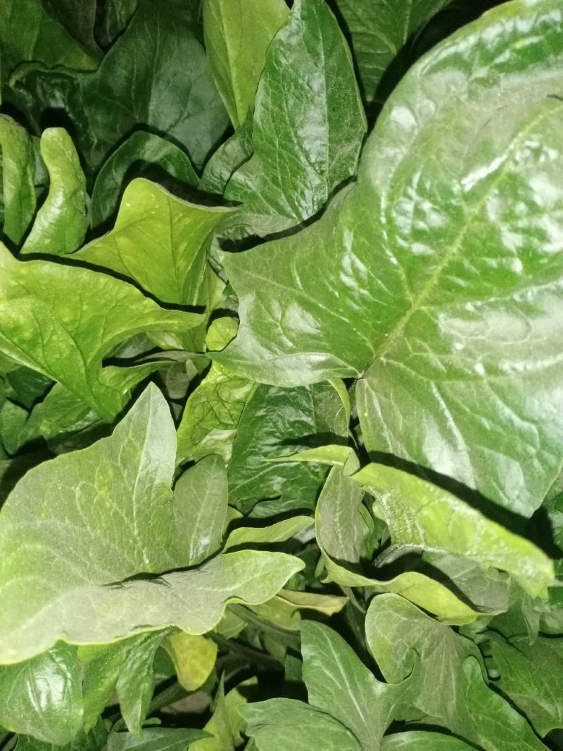蔬菜