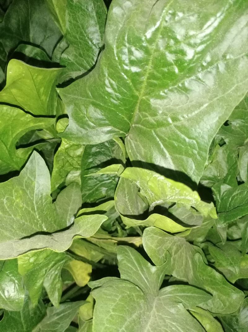 蔬菜