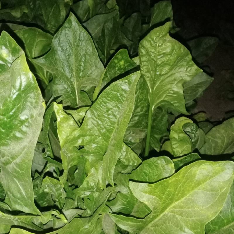 蔬菜