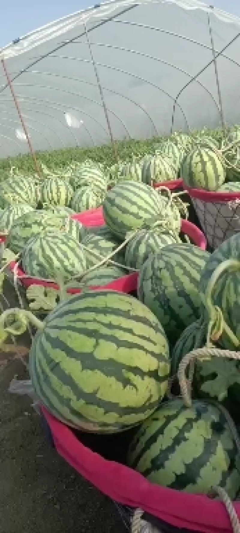 美都无子西瓜