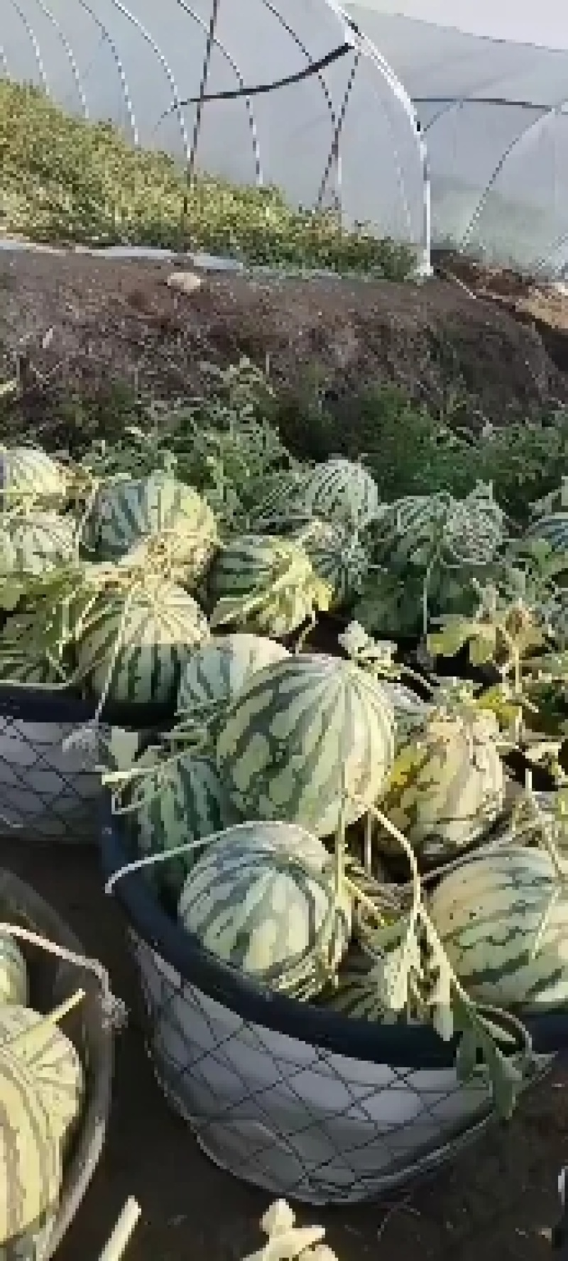 美都无子西瓜