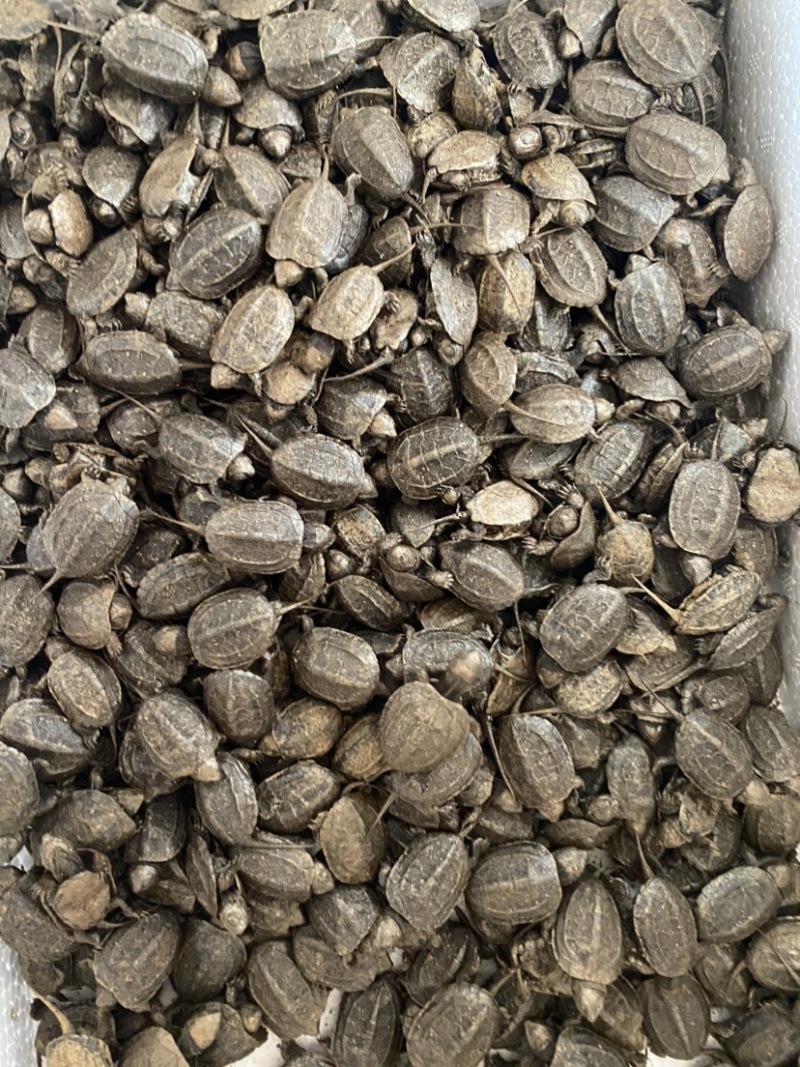 乌龟苗，老甲鱼，各种规格都有货