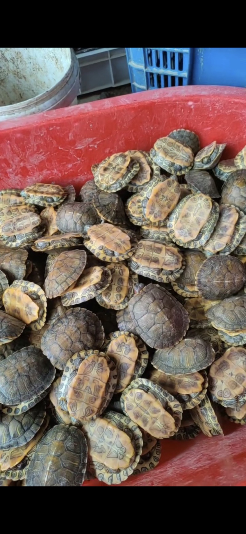 乌龟苗，老甲鱼，各种规格都有货